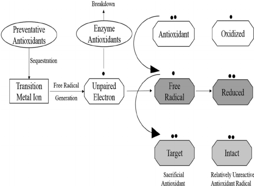 مکانیسم اثر آنتی‌اکسیدان‌ها